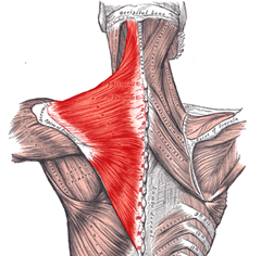 upper-trapezius