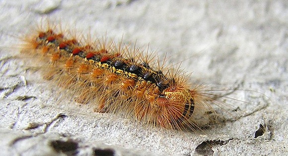 ccattrib_copyleft_caterpillar_2007_zenera